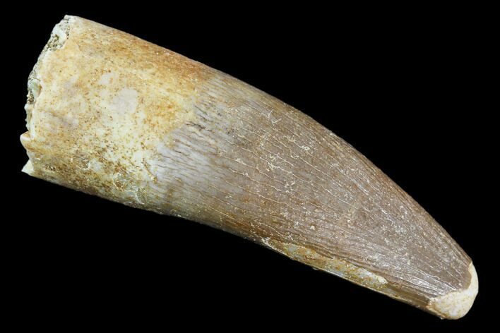 Fossil Plesiosaur (Zarafasaura) Tooth - Morocco #107723